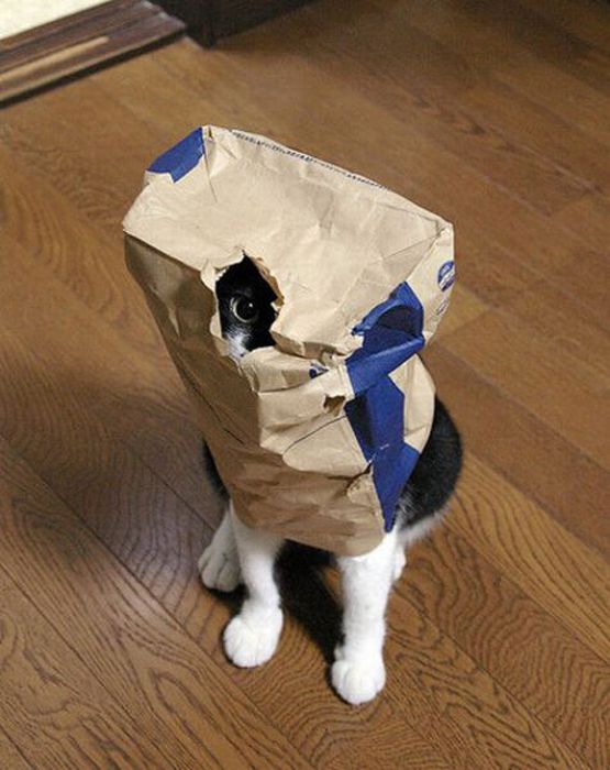 Котейки следят за нами всегда