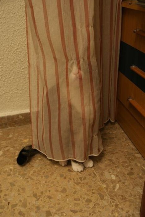 Котейки следят за нами всегда