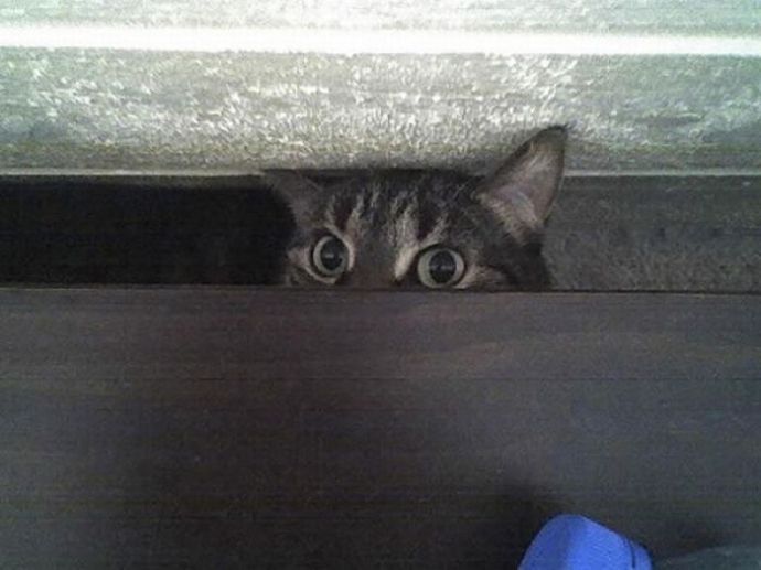 Котейки следят за нами всегда