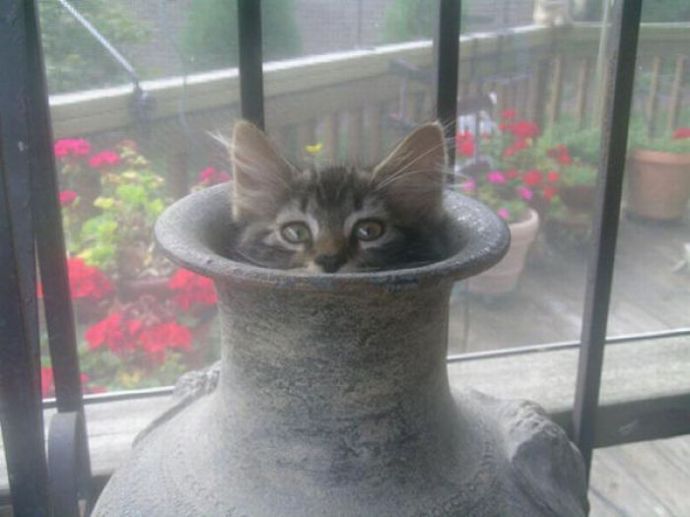 Котейки следят за нами всегда