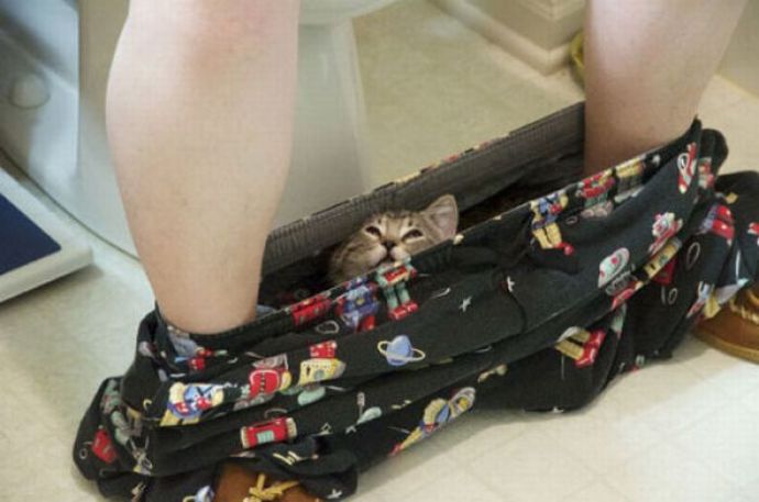 Котейки следят за нами всегда