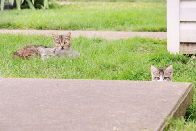 Котейки следят за нами всегда
