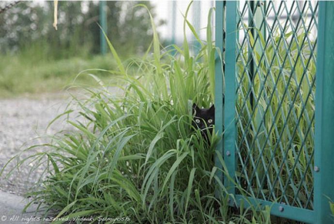 Котейки следят за нами всегда