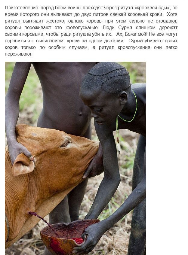 Испытание мужчин племени Сурма в Эфиопии