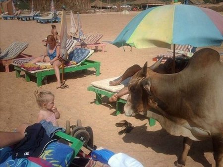 Странные и забавные пляжные фотографии.