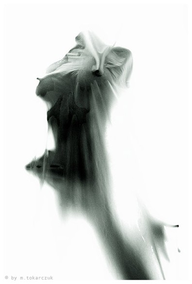 Michal Tokarczuk