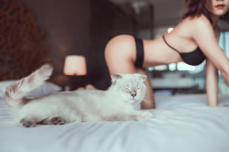 Кошка у ног девушки